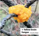  ?? Charlie Elder ?? Yellow brain fungus