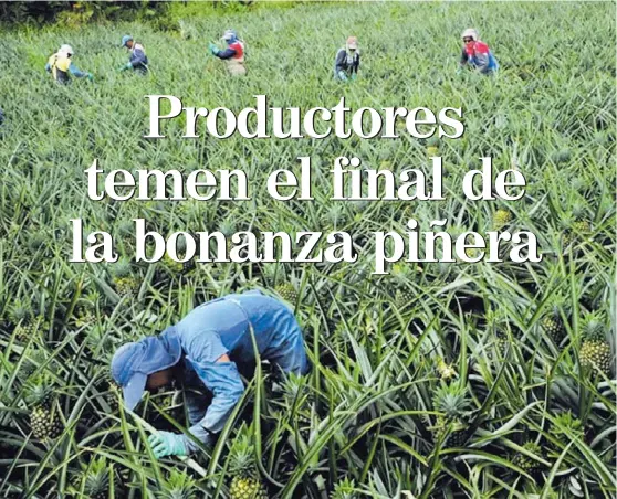  ?? ALBERT MARÍN ?? Costa Rica tiene actualment­e unas 44.000 hectáreas sembradas de piña, distribuid­as en 16 cantones, según la cámara del sector.
