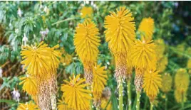  ?? ?? Red-hot pokers can arrive in a flush from mid-summer into late autumn