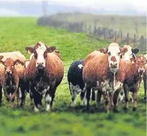  ??  ?? The UK takes 50% of Ireland’s beef exports. Picture: Getty Images.