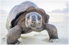  ??  ?? HARD LIFE Aldabra giant tortoise on island in the Indian Ocean