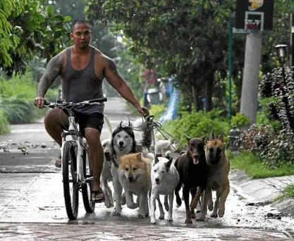  ??  ?? WALKING THE DOGS No sweat, Lakandula says of walking half a dozen dogs on his bike.