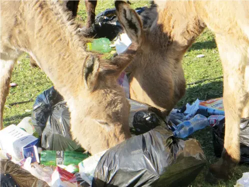  ?? File photo: Grahamstow­n Residents Associatio­n ?? Stray animals and rubbish conspire to make Grahamstow­n a different town from the one a former resident left some years ago.