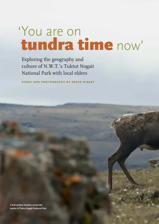  ??  ?? A bull caribou wanders across the tundra in Tuktut Nogait National Park.