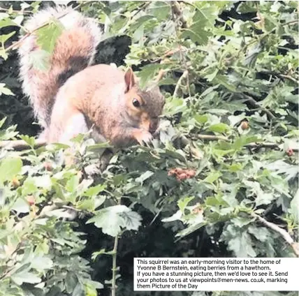  ??  ?? This squirrel was an early-morning visitor to the home of Yvonne B Bernstein, eating berries from a hawthorn.
If you have a stunning picture, then we’d love to see it. Send your photos to us at viewpoints@men-news. co.uk, marking them Picture of the Day