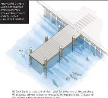  ??  ?? a Dock lights attract bait at night. Look for predators on the periphery. b Seawalls provide habitat for mollusks, shrimp and crabs. c Look for fish holding in the eddy break behind pilings.