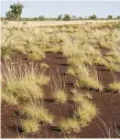  ??  ?? Spinifex is a drought-resistant grass found in Australia