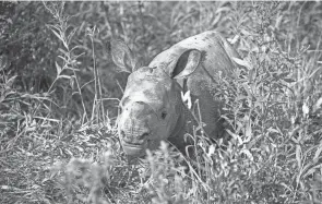  ?? AQUARIUM GRAHM S. JONES/COLUMBUS ZOO AND ?? A female calf was born at The Wilds on Aug. 16.