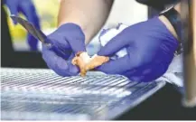  ?? STAFF PHOTO BY C.B. SCHMELTER ?? Chef Tamie Cook checks a piece of Asian carp during a tasting event at the Tennessee Aquarium on Wednesday.