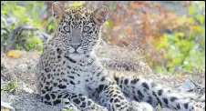  ?? HT PHOTO ?? In Uttarakhan­d, over 150 leopards have been declared maneaters since state formation of which nearly 40 were captured and about the same number was shot dead