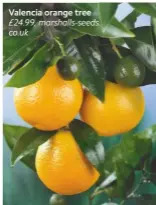  ??  ?? Valencia orange tree £24.99, marshalls-seeds. co.uk
