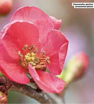  ?? ?? Chaenomele­s speciosa (ornamental quince)