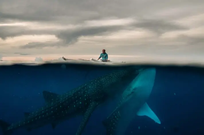  ?? Hannah Reyes Morales, © The New York Times Co. ?? A fisherman feeds whale sharks in the waters around Tan-awan, a small town in Cebu Province in the Philippine­s, in September.