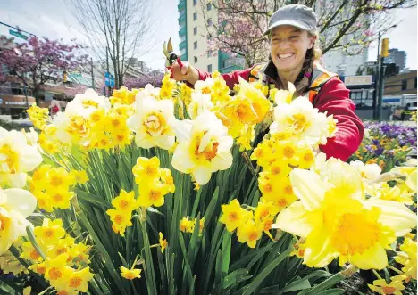  ?? MARK VAN MANEN ?? Gardener Laura Principe tends to the flowers on Tuesday in and around Morton Park at Davie and Denman in the West End, where a “very fragrant” species of daffodils will tempt pedestrian­s and cyclists to visit before they are “done in a couple of weeks.”
