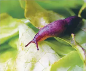  ??  ?? There are more than 40 different species of slug in the UK