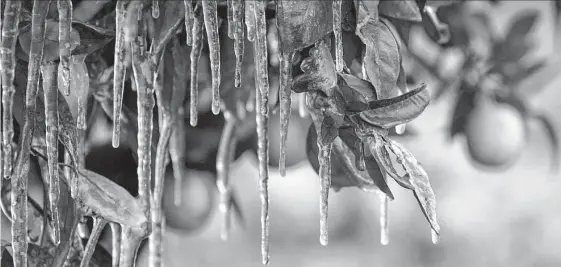  ?? Justin Sullivan/getty Images ?? When the mercury plummets, protect citrus plants that can’t be moved with old blankets, products such as Insulate or Plankets, or both.