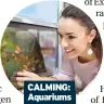  ??  ?? CALMING: Aquariums