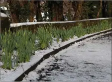  ??  ?? Daffodils in the snow in Rathdrum.