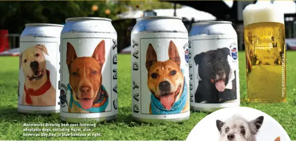  ?? ?? Motorworks Brewing beer cans featuring adoptable dogs, including Hazel, also known as Day Day, in blue bandana at right.