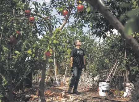  ?? JASON ARMOND Los Angeles Times/TNS ?? Jose Ramirez, an artist, elementary school teacher and residentia­l orchardist, takes a walk through his backyard where he grows a wide variety of fruit trees in Los Angeles, Calif.