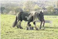  ??  ?? Horses are helping mental health patients