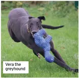  ??  ?? Vera the greyhound