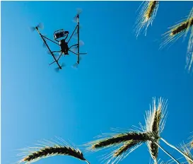  ??  ?? Los científico­s emplean drones para analizar caracterís­ticas del trigo.