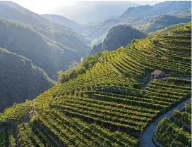  ?? ?? Das Val di Cembra ist bekannt für den Weinanbau. Das Klima ist ideal für die Reben. Foto: Adam Barker