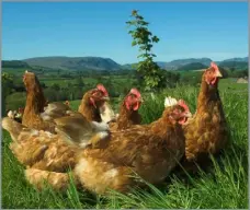  ?? ?? The consultati­on on caged hens will run unitl June