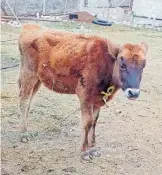  ?? IVET PASQUEL ?? La rabia paralítica bovina es infecciosa