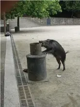  ??  ?? (Barcelone) En ville, le sanglier trouvera toujours de quoi se nourrir sans trop se déplacer, forçant les municipali­tés à repenser leurs poubelles.