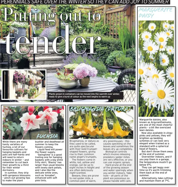  ??  ?? Plants grown in containers can be moved into the warmth over winter, ready to give a burst of colour as the next begins to warm up
You can have as much colour as you like in the garden now so plant out tender summer bedding in your containers, baskets...