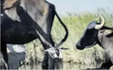  ??  ?? A Pied kingfisher (Ceryle rudis) bird flies past buffalo grazing in the Chibayesh marshland in Iraq’s southern Ahwar area.