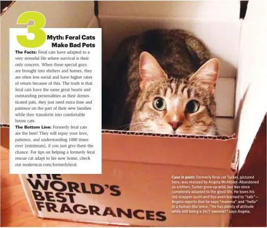 ?? ?? Case in point: Formerly feral cat Tucker, pictured here, was rescued by Angela McAlister. Abandoned as a kitten, Tucker grew up wild, but has since completely adapted to the good life. He loves his red snapper sushi and has even learned to "talk"— Angela reports that he says "mamma" and "hello" in a human-like voice. "He has plenty of attitude while still being a 24/7 sweetie!" says Angela.