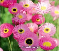  ??  ?? Strawflowe­rs.