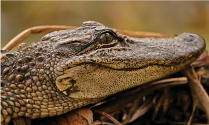  ?? ?? The California ban had covered products made from alligators and two species of crocodile. Photograph: Gerald Herbert/AP