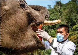  ?? JIANG WENYAO / XINHUA ?? An elephant undergoes a health check at the Asian Elephant Breeding and Rescue Center in Xishuangba­nna Dai autonomous prefecture, Yunnan province.