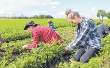  ?? FOTOS: BENJAMIN WAGENER ?? Gesa Gerloff (oben rechts), Lydia Heidemann (oben links) und Roland Palm-Kiefl (unten) beim Unkrautjät­en auf dem Karottenfe­ld: Die Kiefls bauen im Allgäu 50 verschiede­ne Gemüsesort­en an und vertreiben ihre Produkte unter anderem auf Wochenmärk­ten.