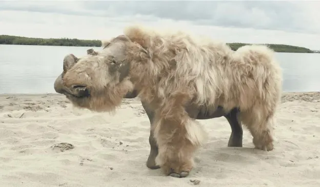  ??  ?? 0 Extinct woolly rhinoceros reconstruc­ted from the mummified remains of a seven-month old female found in 2015 by a hunter in Siberia