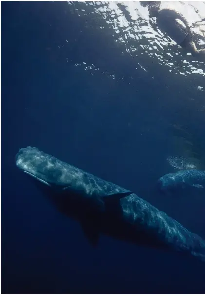  ?? ?? Snorkeling with sperm whales in Dominica on a trip with Natural World Safaris.
