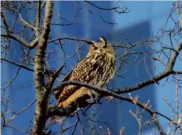  ?? MANHATTAN BIRD ALERT VIA THE NEW YORK TIMES ?? Flaco, a Eurasian eagle-owl that escaped from New York’s Central Park Zoo on Feb. 3. He’s learning to hunt his food.