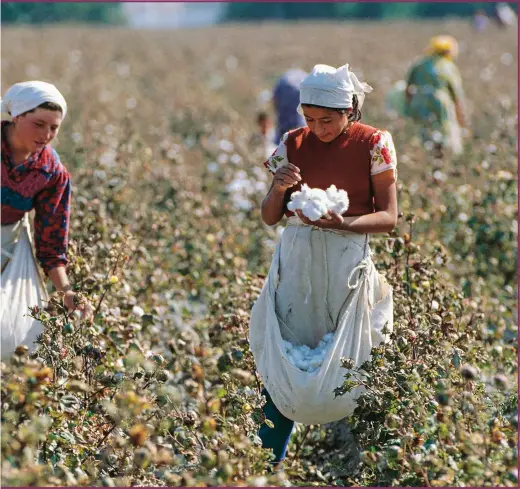  ??  ?? One of the areas in which SLPs are used is the Uzbek cotton industry, which is notorious for forced labour and environmen­tal abuse. The Aral Sea, left, has all but disappeare­d because of the cotton irrigation