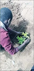  ?? ?? A learner planting a tree.