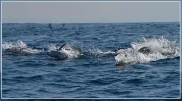  ??  ?? Voici une des chasses de gros poissons du troisième jour, l’un d'entre eux va me vider entièremen­t le moulinet en quelques secondes…