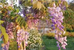  ??  ?? En s’installant, les propriétai­res ont tout replanté dans leur domaine : arbres fruitiers, potager, fleurs. Un vrai petit paradis !