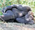  ??  ?? Beds made by great apes are typically used for a single night then abandoned