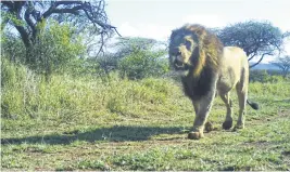  ??  ?? A lion captured on a camera trap at a reserve in South Africa’s Limpopo and KwaZulu-Natal provinces.