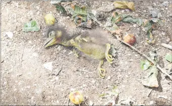  ??  ?? Los vecinos del barrio Virgen de la Asunción relataron que hay aves muertas, huevos rotos y excremento en sus patios, techos de casas y autos.