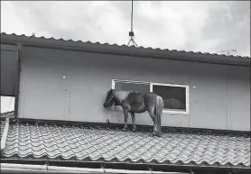  ?? @PEACE WINDS JAPAN VIA REUTERS ?? A horse stranded on a rooftop after torrential rain in Japan is pictured in Kurashiki, Okayama prefecture, on Monday.