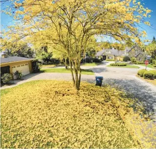  ?? JOE BURBANK/ORLANDO SENTINEL ?? Tabebuia tree blossoms blanket the grass in a Maitland neighborho­od.